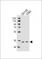 TAF8 Antibody (Center)